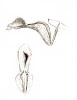 Dendrobium aratriferum: Dendrobium aratriferum J.J.Sm., drawing J.J. Smith, based on Versteeg 1637