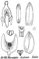 Crepidium distans: Microstylis distans Schltr., drawing R. Schlechter in Repert. Spec. Nov. Regni Veg. Beih. 21 (1923) t. 55, fig. 193