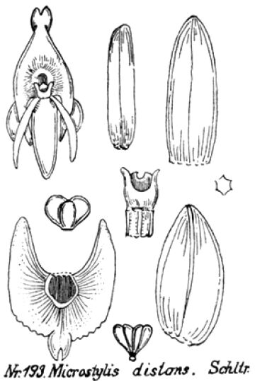 Crepidium distans