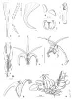Dendrobium senggiense: Dendrobium senggiense de Vogel. drawing Eline Hoogendijk in De Vogel, van Vugt & Hoogendijk, Malesian Orchid Journal 22 (2018) 112, fig 33