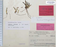 Dendrobium lacorum: Dendrobium lacorum P.Royen, type specimen: Brass 10850 (holo L)