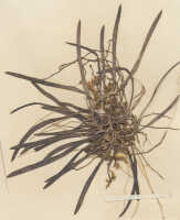 Bulbophyllum ischnopus: Bulbophyllum ischnopus Schltr., detail of herbarium sheet, Schlechter 14343 (isotype specimen K), photo copyright the Board of Trustees of the Royal Botanic Gardens, Kew