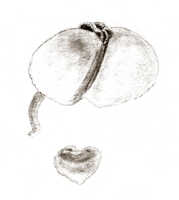 Calanthe reflexilabris: Calanthe reflexilabris J.J.Sm., drawing J.J. Smith, from Gjellerup 1020