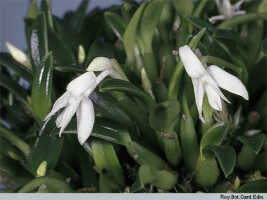 Dendrobium lactiflorum: Dendrobium lactiflorum (Schltr.) J.J.Sm., habit, photo Roy. Bot. Gard. Edin., based on Edinburgh cult. 681974 (Woods 2302)