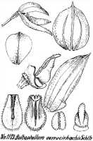 Bulbophyllum orbiculare: Bulbophyllum verrucirhachis Schltr., floral analysis, R. Schlechter in Repert. Spec. Nov. Regni Veg. Beih. 21 (1928) t. 305, fig. 1173