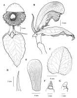 Corybas helensis: Corybas helensis S.P.Lyon, drawing by Stephany Lyon in Malesian Orchid J. 18 (2016) 87, fig. 18