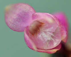 Dendrobium lawesii: Dendrobium lawesii F.Muell., flower, front view , photo Ed de Vogel, Leiden cult. 20111403 (de Vogel) from Papua New Guinea, MorobeProv.