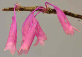 Dendrobium lawesii: Dendrobium lawesii F.Muell., flower, oblique front view , photo Ed de Vogel, Leiden cult. 20111403 (de Vogel) from Papua New Guinea, MorobeProv.