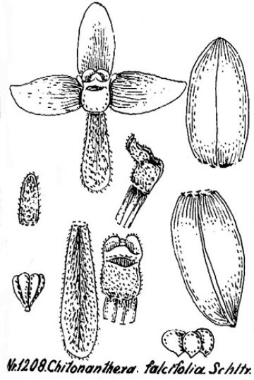 Octarrhena falcifolia