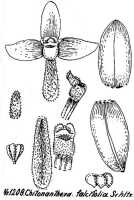 Octarrhena falcifolia: Octarrhena falcifolia (Schltr.) Schuit., as Chitonanthera falcifolia Schltr., drawing R. Schlechter in Repert. Spec. Nov. Regni Veg. Beih. 21 (1928) t. 314, fig. 1208