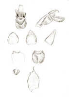 Oberonia asperula: Oberonia asperula J.J.Sm., floral analysis, drawing J.J. Smith, based on Gjellerup 398