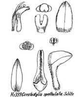 Ceratostylis spathulata: overview picture