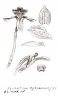 Dendrobium legareiense: Dendrobium legareiense J.J.Sm., drawing J.J. Smith, based on Janowsky 87