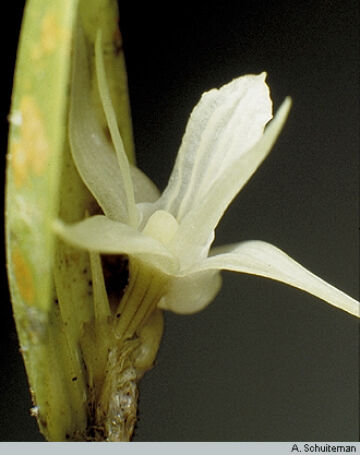 Dendrobium lonchigerum