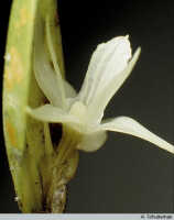Dendrobium lonchigerum: Dendrobium lonchigerum Schltr., flower, photo A. Schuiteman, based on Yumte 109