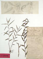 Dendrobium melanotrichum: Dendrobium melanotrichum Schltr., (as Dendrobium striatiflorum J.J.Sm., holotype specimen: Gjellerup 662 (BO)