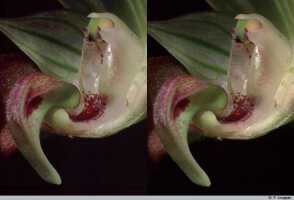 Bulbophyllum antenniferum: Bulbophyllum antenniferum (Lindl.) Rchb.f., flower detail, column and lip, oblique lateral view, lateral sepal and petal removed, photo P. Jongejan, collection Royal Botanic Gardens, Kew, T.M. Reeve, cult. P. Jongejan. 110