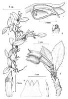 Mediocalcar geniculatum: Mediocalcar geniculatum J.J.Sm., drawing A. Schuiteman in Orchid Monogr. 8 (1997) fig. 15