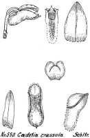 Dendrobium crassula: Dendrobium bialatum J.J.Sm.(as Cadetia crassula Schltr.), drawing R. Schlechter in Repert. Spec. Nov. Regni Veg. Beih. 21 (1923) t. 146, fig. 550