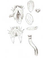 Crepidium riparium: overview picture