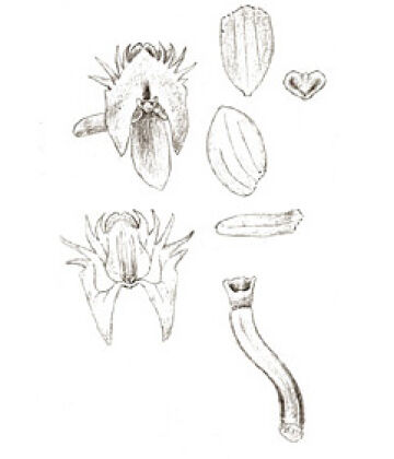 Crepidium riparium