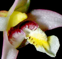 Dendrobium phalangium: Dendrobium phalangium Schltr., column and lip, oblique lateral view, photo Ed de Vogel, Leiden cult. 32005 (Schuiteman, Mulder & Vogel), from Papua New Guinea, Southern Highlands Prov.