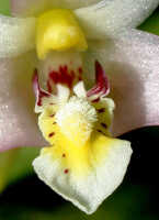 Dendrobium phalangium: Dendrobium phalangium Schltr., column and lip,  front view, photo Ed de Vogel, Leiden cult. 32005 (Schuiteman, Mulder & Vogel), from Papua New Guinea, Southern Highlands Prov.