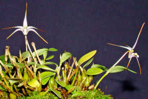 Dendrobium phalangium: Dendrobium phalangium Schltr.,plant habit, photo Ed de Vogel, Leiden cult. 32005 (Schuiteman, Mulder & Vogel), from Papua New Guinea, Southern Highlands Prov.