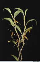 Bulbophyllum erythrosema: Bulbophyllum erythrosema J.J.Verm., plant habit, photo A. Schuiteman, Leiden cult. 20030338 (de Vogel & Vogel), from Papua New Guinea, Central Prov.