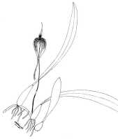 Bulbophyllum maxillare: Bulbophyllum maxillare, plant habit, drawing N. Howcroft