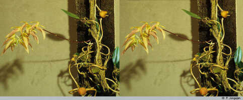 Bulbophyllum chloranthum: Bulbophyllum chloranthum Schltr., plant habit, photo P. Jongejan, collection Royal Botanic Gardens, Kew, Reese & Reeve, cult. Jongejan 366