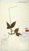 Crepidium ochyranum: Crepidium ochyranum Szlach. & Marg., herbarium sheet, Brass 27056 (holotype specimen L)