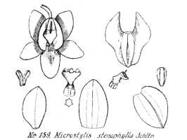 Crepidium cirrhiflorum: Crepidium cirrhiflorum (Kittr.) XXX (as Microstylis stenophylla Schltr.), drawing R. Schlechter in Repert. Spec. Nov. Regni Veg. Beih. 21 (1923) t. 46, fig. 159