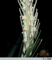 Styloglossum rhodochilum var. reconditiflorum: Styloglossum  rhodochilum (Schltr.) T.Yukawa & P.J.Cribb var. reconditiflorum (J.J.Sm.) T.Yukawa & P.J.Cribb, inflorescence, photo J. Comber, from Highland Orchid Collection, Laiagam