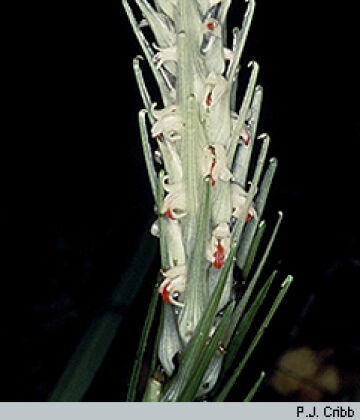 Styloglossum rhodochilum var. reconditiflorum