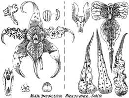 Dendrobium alexandrae: Dendrobium alexandrae Schltr., drawing R. Schlechter in Repert. Spec. Nov. Regni Veg. Beih. 21 (1923) t. 168, fig. 624