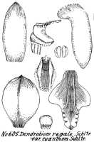Dendrobium regale: Dendrobium regale Schltr. var. euanthum Schltr., drawing R. Schlechter in Repert. Spec. Nov. Regni Veg. Beih. 21 (1923) t. 162, fig. 605