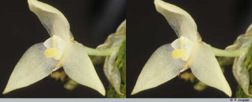 Bulbophyllum colliferum: Bulbophyllum colliferum J.J.Sm., flower, oblique front view, photo P. Jongejan, collection Royal Botanic Gardens, Kew, cult. P. Jongejan 1525