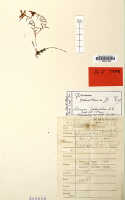 Glomera geelvinkensis: Glomera geelvinkensis J.J.Sm., herbarium sheet, Janowski 396, isotype specimen (L)