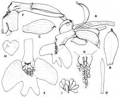 Calanthe cremeoviridis: Calanthe cremeoviridis J.J.Wood, flower analysis, drawing M. Swann in Orchid Rev. 89 (1981) 210, fig.