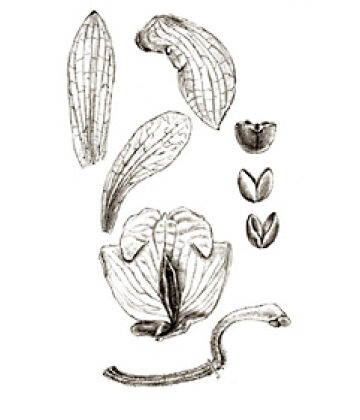 Claderia papuana