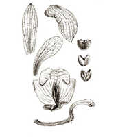 Claderia papuana: overview picture
