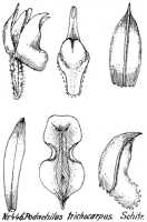 Podochilus trichocarpus: Podochilus trichocarpus Schltr., drawing R. Schlechter in Repert. Spec. Nov. Regni Veg. Beih. 21 (1923) t. 119, fig. 446