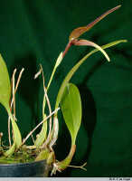 Bulbophyllum antenniferum: Bulbophyllum antenniferum (Lindl.) Rchb.f., plant habit, photo E.F. de Vogel, Stocker cult.