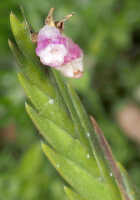 Podochilus scalpelliformis: Podochilus scalpelliformis Blume, stem part with inflorescence, photo and cult. Jeffrey Champion, plant from Tanah Papua, without locality