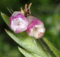 Podochilus scalpelliformis: Podochilus scalpelliformis Blume, flowers, front view, photo and cult. Jeffrey Champion, plant from Tanah Papua, without locality