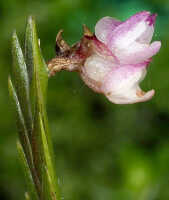 Podochilus scalpelliformis: Podochilus scalpelliformis Blume, flowers, lateral view, photo and cult. Jeffrey Champion, plant from Tanah Papua, without locality