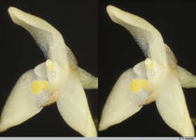 Bulbophyllum colliferum: Bulbophyllum colliferum J.J.Sm., flower, oblique lateral view, photo P. Jongejan, collection Royal Botanic Gardens, Kew, cult. P. Jongejan 1525