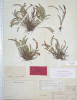 Dendrobium rumphiae: Dendrobium rumphiae Rchb.f. (as Cadetia angustifolia Blume), type specimen: Zippel 16 (holo L)