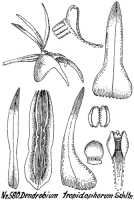 Dendrobium tropidophorum: Dendrobium tropidophorum Schltr., drawing R. Schlechter in Repert. Spec. Nov. Regni Veg. Beih. 21 (1923) t. 155, fig. 580